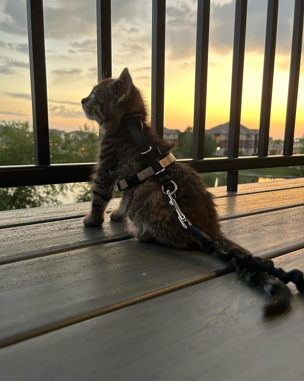 The Cat I Got In My&nbsp;20s